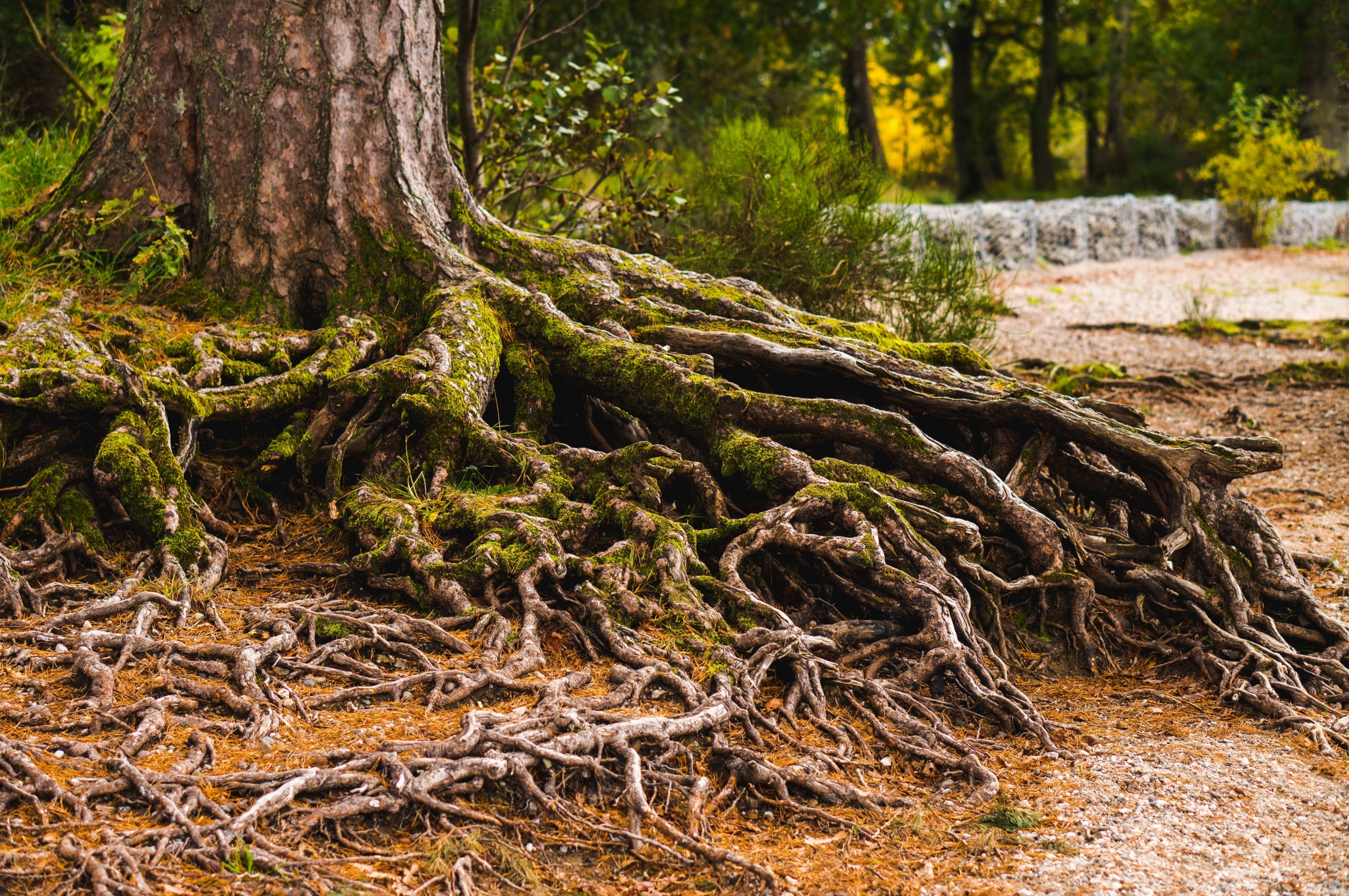 Tree with thick roots